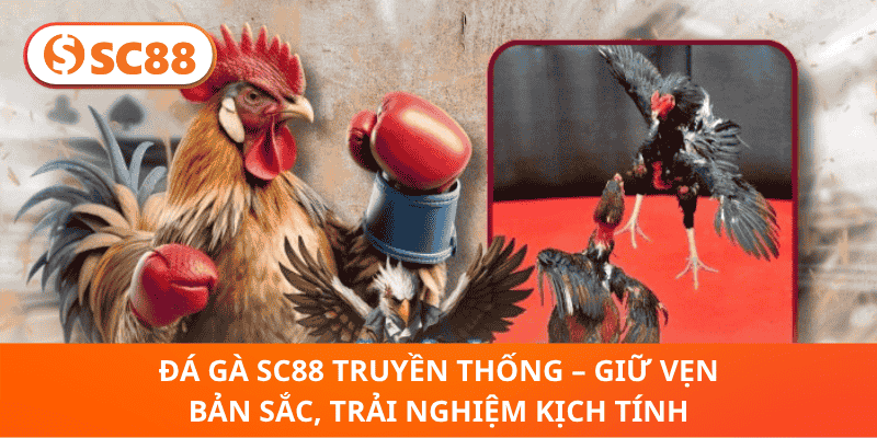Đá Gà sc88 Truyền Thống – Giữ Vẹn Bản Sắc, Trải Nghiệm Kịch Tính